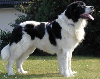 Landseer Dog, Newfoundland Dogs, Rare Dog Breeds, Disabled Dog, Stud Dog, Newfoundland Dog, Purebred Dogs, Senior Dog, White Dogs