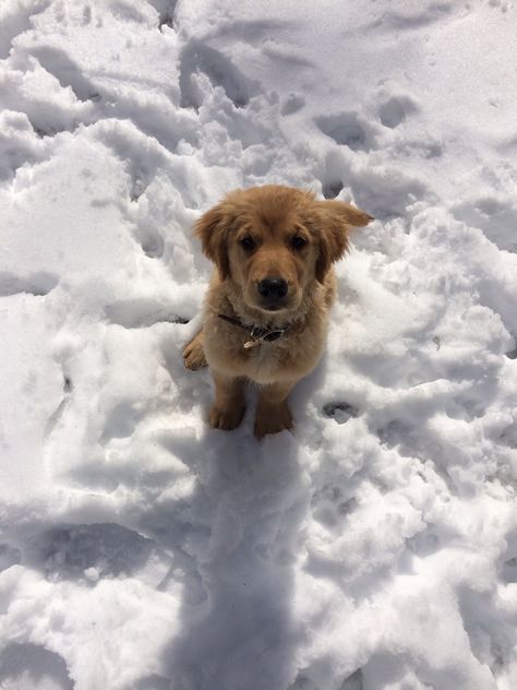 Puppy In Snow, Golden Retriever Puppy Christmas, Funny Dog Pics, Dog In Snow, Snow Puppy, Cutee Animals, Winter Puppy, Dog Pics, Really Cute Dogs