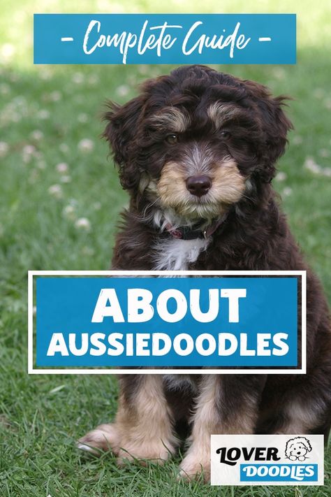 Chocolate Merle Aussiedoodle, Mini Aussie Doodle Haircut Styles, Grooming Aussiedoodle, Ausidoodle Puppies, Aussie Doodle Haircut Styles, Aussiedoodle Haircut Styles, Black Aussiedoodle, Aussiedoodle Haircut, Aussiedoodle Mini