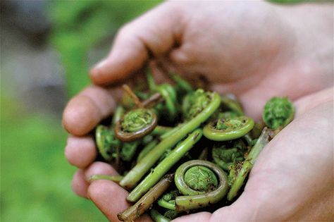 Foraged Food, Mushroom Hunting, Wild Salmon, Wild Edibles, Summer Berries, Wild Food, Family Farm, Lawn Care, Field Trip