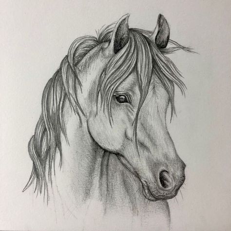 Horse Face Drawing, Sketch Horse, Horse Head Drawing, Brother And Sister Tattoo Ideas, Snow Tattoo, Sister Tattoo Ideas, Drawing Horse, Horse Art Drawing, Sister Tattoo