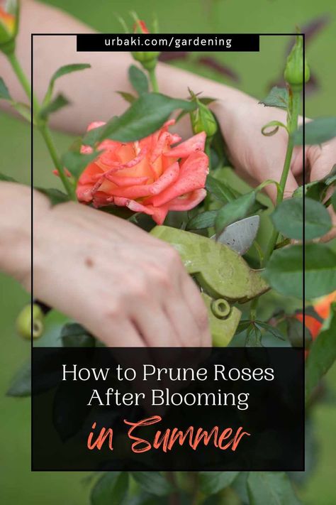 Pruning roses in summer is a key gardening task that can ensure a magnificent second bloom, giving your roses a renewed burst of color and fragrance. Properly trimming your roses after their first flush of flowers not only encourages new growth but also enhances the overall health and vitality of the plants. In this article, we'll explore the essential steps to prune your roses in summer, ensuring a dazzling display of blooms later in the season. With these expert tips and investing a little... How To Prune Roses In Summer, Pruning Roses In Summer, Trimming Rose Bushes, How To Trim Rose Bushes, How To Prune Roses, Trim Rose Bushes, When To Prune Roses, Prune Roses, Rose Bush Care