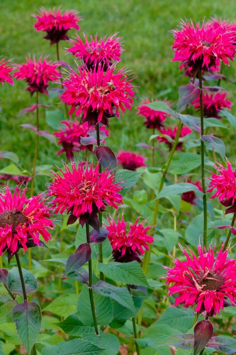 Bee Balm Plant, Bee Balm Flower, Purple Perennials, Repel Mosquitos, Diy Garden Fence, Mosquito Repelling Plants, Bee Balm, Bee Garden, Pollinator Garden