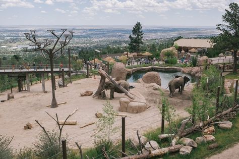 Lucky and Kimba wander the elephant exhibit in the Cheyenne Mountain Zoo. Zoo Decor, Elephant Habitat, Zoo Boo, Elephant Zoo, Pet Food Store, African Forest Elephant, Zoo Project, Zoo Architecture, Zoo Park