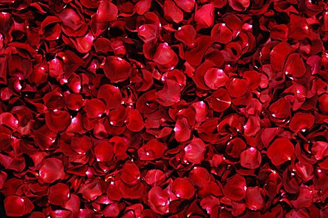 Romantic rose petals background John Rambo, Black Tees, Red Rose Petals, Rose Background, Red Petals, Beautiful Red Roses, 3d Rose, Rose Wallpaper, Dog Snacks