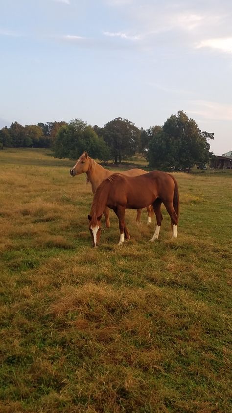 Cute Horse Pictures, Farm Lifestyle, Chestnut Horse, Horse Ranch, Brown Horse, Equestrian Life, Cute Horses, Horse Life, Pretty Horses