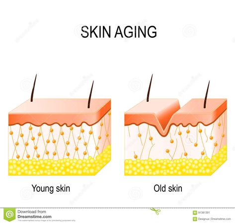 Skin Illustration, Red Moles, Old Skin, Human Anatomy And Physiology, Skin Collagen, Young Skin, Cross Section, Best Moisturizer, Moisturizer For Dry Skin