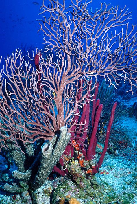 Beach House Living: Hammering awareness of Coral conservation Fan Coral, Sea Fan, Life Under The Sea, Sea Plants, Water Sea, Marine Conservation, Deep Blue Sea, Deep Water, Ocean Creatures