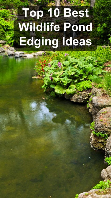 Create a beautiful and functional pond with the top 10 best wildlife pond edging ideas. Use natural materials like stones and plants to design an edge that complements your garden and attracts wildlife. These wildlife pond edging tips will enhance the aesthetics of your pond while providing a safe habitat for animals. Transform your outdoor space into a thriving ecosystem with these ideas. Pond Shapes Ideas, Fish Pond Ideas Outdoors, Pond With Island In Middle, Shed By Pond, Nature Pond Ideas, Wildlife Pond Edging Ideas, Natural Garden Pond, Garden Pond Ideas Small, Outdoor Fish Ponds Ideas