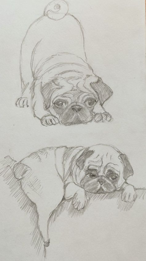 Animals Sketches Pencil, Dog Drawing Sketches, Cute Puppy Sketch, Pug Sketch, Sketch Of Dog, Pug Drawing, Dog Sketches, Dog Caricature, Draw Love