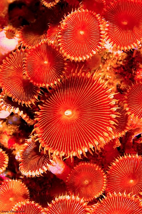 Coral Underwater, Mushroom Coral, Foto Macro, Cnidaria, Art Interior Design, Underwater Art, Summery Nails, Seni 3d, Underwater Creatures