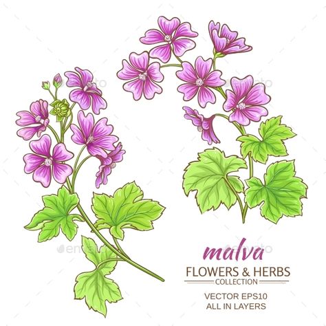 Malva Vector Set Malva Flower Tattoo, Malva Flower, Local Flowers, Flower Drawing Tutorials, Flowers Vector, Cherry Blossom Art, Botanical Illustration Vintage, Pink Plant, Bloom Blossom