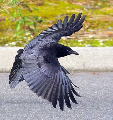 Crow In Flight, Vogel Gif, Crow Flying, Tattoo Feather, Tattoo Bird, Arte Occulta, Raven Bird, Crow Tattoo, Raven Tattoo