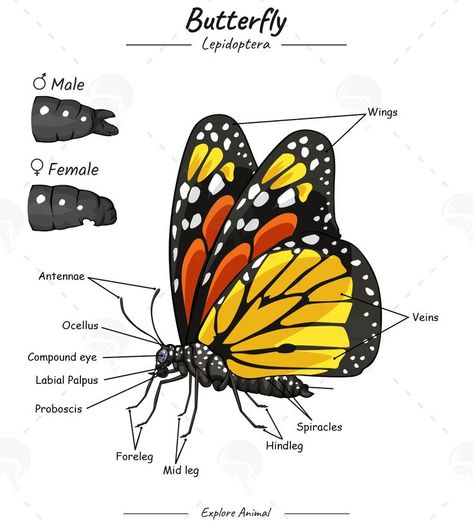 External anatomy of Monarch Butterfly for educational content. Parts Of Butterfly, Butterfly Body Parts, Butterfly Anatomy, Education Illustration, Educational Content, Envelope Art, Plant Science, Science Education, Monarch Butterfly