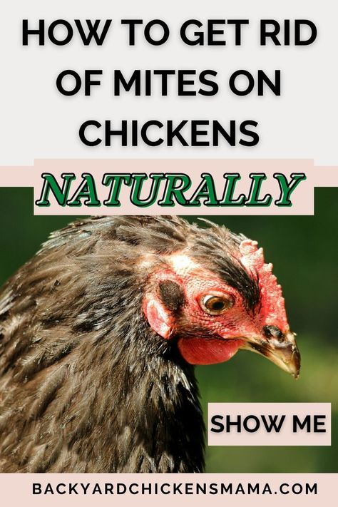 Mites On Chickens, Inside Chicken Coop, Herbs For Chickens, Chicken Feeder Diy, Chicken Coop Garden, Chicken Images, Chicken Coup, Chicken Nesting Boxes, Chicken Feeders