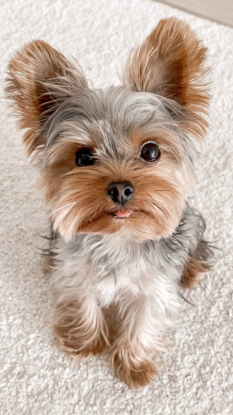 Corak Sulaman, Chien Yorkshire Terrier, Dog Yorkie, Baby Otter, Dog Tattoo Ideas, Puppy Sketch, Cele Mai Drăguțe Animale, Cute Dogs Images, Dog Aesthetic