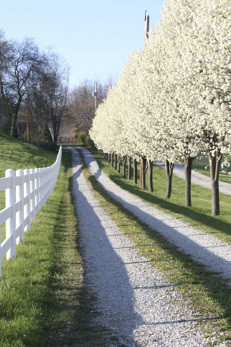 Grass Driveway Ideas, Outdoor Landscaping Ideas, Gravel Pavers, Entrance Landscaping, Grass Driveway, Beautiful Driveways, Driveway Entrance Landscaping, Farm Entrance, Driveway Ideas