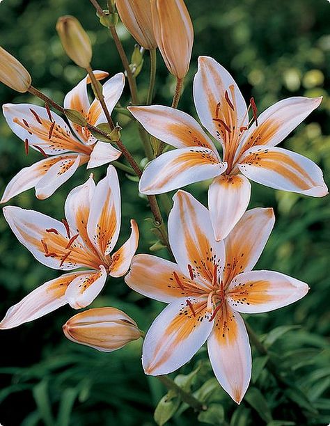 Asiatic Lily 'Orange Electric' | by pics collector Lily Flower Photography, Lilium Flower, Asiatic Lily, Lily Bulbs, Fleur Orange, Lily Painting, Asiatic Lilies, Favourite Flowers, Spring Plants