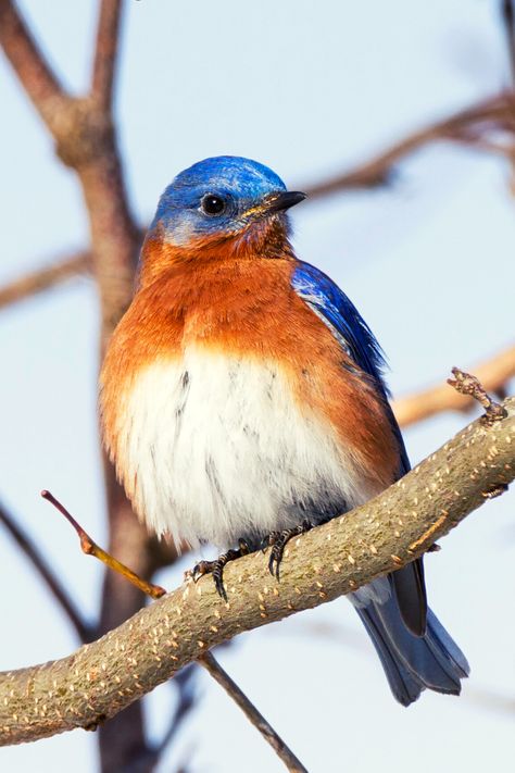 17 Incredible BLUE BIRDS of North America | Eastern Bluebird Ohio Birds, Royal Blue And Orange, Orange Birds, Blue Bird Art, Birds Of North America, End Of Spring, Nest Box, Eastern Bluebird, Orange Bird