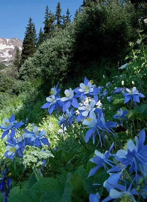 The Colorado blue columbine is a species of flowering plant in the buttercup family Ranunculaceae, native to the Rocky Mountains, USA. The Latin specific name coerulea (or caerulea) means "sky blue". Spruce Tree Tattoo, Colorado Blue Columbine, Blue Spruce Tree, Buttercup Flower, Columbine Flower, Cool Tree Houses, Spruce Tree, Flowers Purple, Blue Spruce