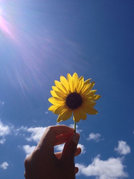 Flowers 🌺 on Twitter: "… " Blue Sky, Sunflower, Wallpapers, Iphone, Blue, White