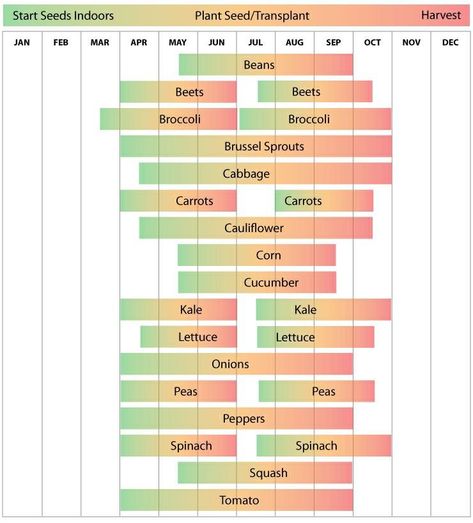 When To Plant Garden, Vegetable Planting Calendar, Broccoli And Brussel Sprouts, Planting Schedule, Growing Calendar, Vegetable Planting, When To Plant Vegetables, Planting Calendar, Hardiness Zones