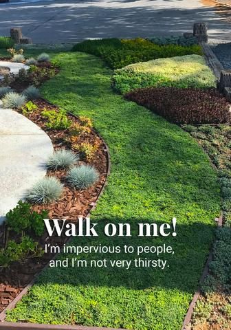 Drought Tolerant Landscape Front Yard, Drought Tolerant Grass, Grass Alternative, Lawn Alternatives, Drought Tolerant Landscape, Desain Lanskap, Lawn And Landscape, Ground Cover Plants, Landscape Designs