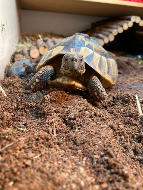 #hermanntortoise #pettortoise #tortoise Herman Tortoise, Hermanns Tortoise, Tortoise Pictures, Hermann Tortoise, Amazing Frog, Lizards, Pet Id, Cutie Patootie, Frogs