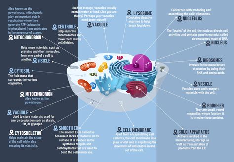 #Cell #Biology #Science #ScienceProject #Brochure Science Brochure, Eukaryotic Cell, Biology Science, Cell Division, Cell Structure, Structure And Function, Cell Biology, Scientific Illustration, The Cell