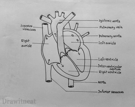 DRAW IT NEAT : How to draw internal structure of Human heart - Easy version Science Diagrams Biology, Easy Heart Diagram, Respiratory System Drawing Easy, Heart Structure Diagram, Structure Of Human Heart, Heart Diagram Drawing, Simple Heart Diagram, Diagram Of Heart, Heart Anatomy Drawing