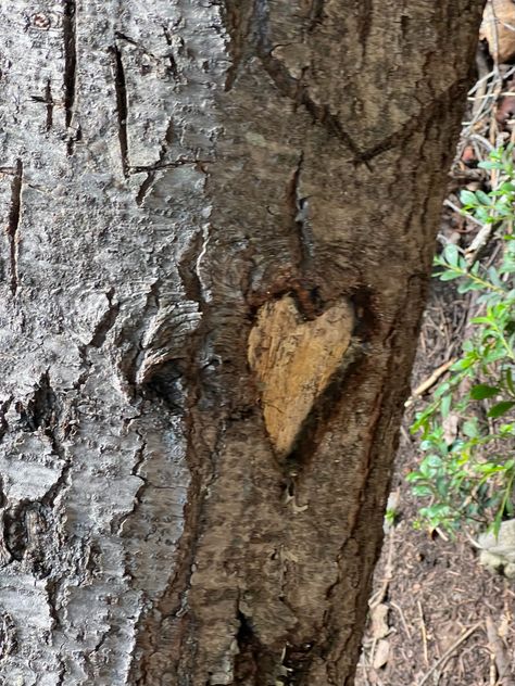 Heart carving | tree | woods | nature Wood Carving Aesthetic, Tree Carving Initials, Jellicoe Road, Carving Aesthetic, Aesthetic Doctor, Brother From Another Mother, Wood Bark, Tree Carving, Magic Powers