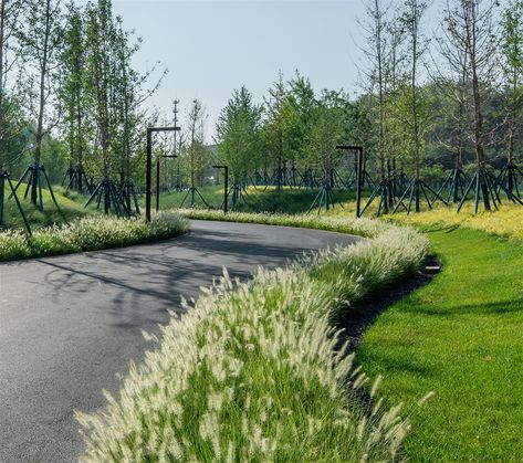 Ornamental Grass Landscape, Landscape Engineer, Streetscape Design, Hillside Landscaping, Desain Lanskap, Grasses Landscaping, Park Landscape, Landscape Construction, Landscape Architecture Design