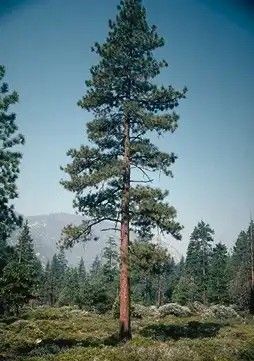 Ponderosa Pine Tree, native to Central Oregon, a tall elegant evergreen tree. Evergreen Tree Tattoo, Michigan Tattoos, Tree Sleeve Tattoo, Dragon Breath, Pine Needle Tea, Birches Painting, Pine Tree Silhouette, Pine Tree Tattoo, Pine Trees Forest