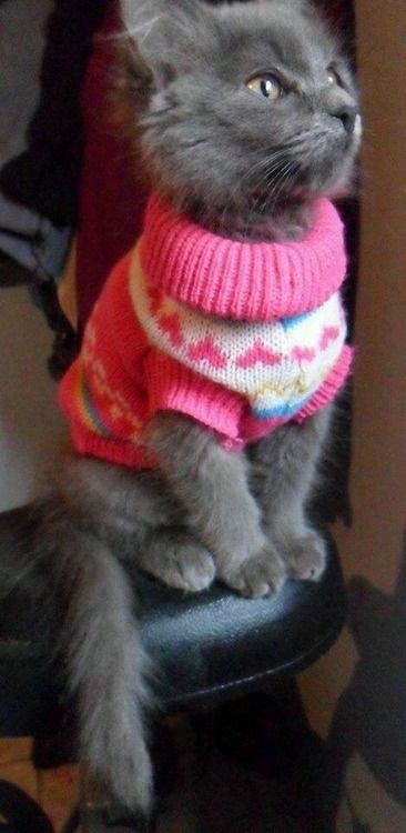 Cat Wearing Sweater, Cat Dressed Up, Kitten Care, Cat Fashion, Cat Costumes, Cute Cats And Kittens, Sphynx, Cozy Sweater, Cat Clothes