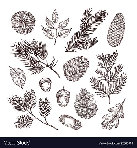 Forest Elements, Pine Cones Christmas, Winter Drawings, Doodle Inspiration, Winter Plants, Christmas Drawing, Ink Sketch, Drawing Set, Autumn Forest