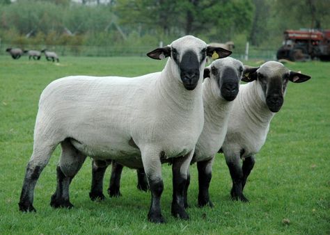 Hampshire Schaf Hampshire Sheep, Lamb Pictures, Farming Land, Black Faced Sheep, Personalized Coloring Book, Homestead Farm, Dream Farm, Showing Livestock, Nature Animals