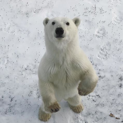 Silly Polar Bear, Andean Bear, Bear Pfp, Polar Plunge, Baby Polar Bear, Polar Bear Plush, Big Puppies, White Polar Bear, Cute Polar Bear