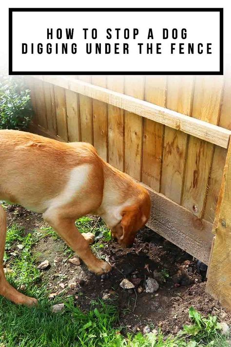 The reason why they started digging in the first place, their size, strength and breed, and also developmental stage all play a part. The best methods to prevent fence digging usually involve some training, additional exercise, or outlets for the behavior like a dig box. But you can also use physical or scent barriers to try and discourage them. Stop Dog From Digging Under Fence, How To Keep Dogs From Digging Out Fence, Dog Proofing Fence, Prevent Dogs From Digging Under Fence, No Dig Fence Dogs, Fencing For Dogs Backyards, Dig Proof Fence, How To Keep Dogs From Digging, Stop Dog From Digging Holes In Yard