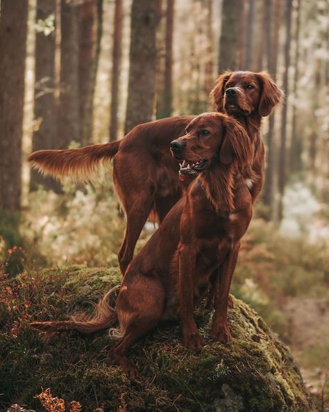 Irish Setters on Instagram: “credit to @irishsetterduo 👉Follow @IrishSetterClub for daily Irish Setters🐶——————————————— . . . . . Tags, ignore #irishsetter…” Field Irish Setter, Irish Setter Aesthetic, Red Retriever, Irish Aesthetic, Irish Setter Puppy, Irish Red Setter, Red Setter, Irish Setter Dogs, Affordable Boho