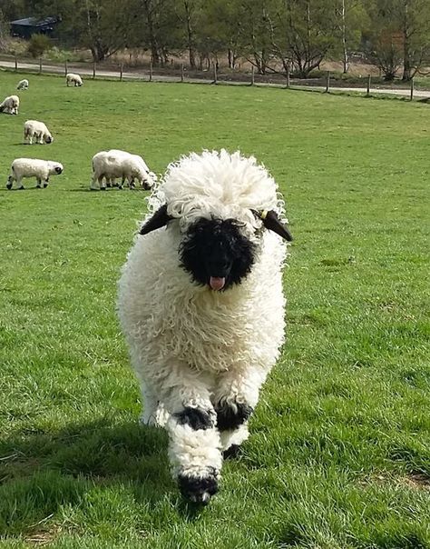 Valais Blacknose Sheep from the Valais region of Switzerland Valois Blacknose Sheep, Blacknose Sheep, Sheep Cute, Valais Blacknose, Valais Blacknose Sheep, Black Nose, Bongos, Barnyard Animals, Cute Sheep