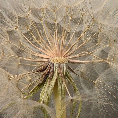 Dandelion Clock, Blowing In The Wind, A Dandelion, Pixie Hollow, Dandelion Wish, Dandelion Flower, Disney Fairies, Foto Art, Seed Pods