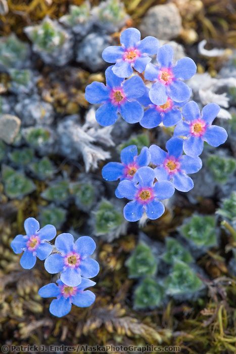 Tundra Landscape, Arctic Flowers, Arctic Landscape, Arctic Tundra, Alpine Flowers, Garden Magic, Rock Flowers, Alpine Plants, Favourite Flowers