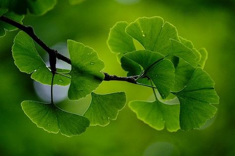 Ginkgo Biloba, Mindfulness Activities, Brain Fog, Public Domain Images, Hiroshima, Medicinal Plants, The Skin, Tree Branches, Free Photos