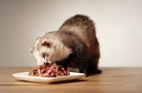 Foods Your Ferret Should Avoid What Do Ferrets Eat, Ferret Diet, Ferrets Care, Cute Ferrets, Kitten Food, Raw Food Diet, Human Food, Wet Cat Food, All About Cats