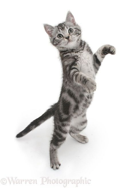 Reaching Up Pose, Cat Reaching, Silver Tabby Kitten, Cat Sketches, Pet Advertising, Silver Tabby Cat, Cat Standing, Cat Drawing Tutorial, Dancing Animals