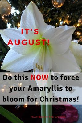 Amaryllis Care, Amaryllis Plant, Orchid Plant Care, Vegetable Plants, Amaryllis Flowers, Winter Gardening, Amaryllis Bulbs, Sunny Window, Compost Tea