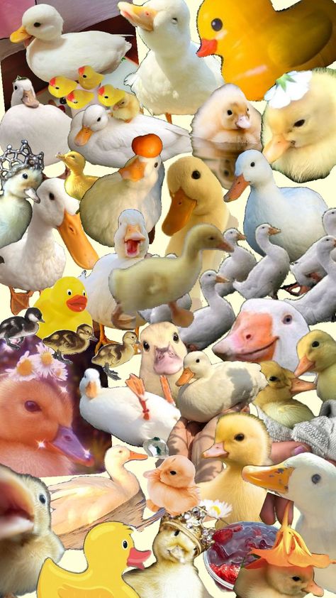 Duck, duck......DUCK Duck Collage, Chicken Wallpaper, Duck Wallpaper, Wallpaper Collage, Duck Duck, Cute Little Things, Swans, Ducks, Daisy