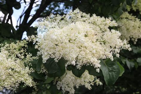 Japanese Lilac Tree, Japanese Lilac, Lilac Plant, Fringe Tree, June Flower, Late Summer Flowers, Small Yellow Flowers, Plant Breeding, Lilac Tree