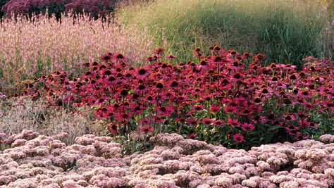 Piet Oudolf, Prairie Garden, Contemporary Garden, Natural Garden, Garden Photos, Delphinium, Contemporary Landscape, Types Of Flowers, Front Garden