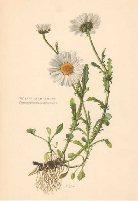 Chamomile Vintage Illustration, Old Flower Drawing, Flowers Pictures Drawing, Flower Study Drawing, Leucanthemum Vulgare, Vintage Lithographs, Botanical Studies, Oxeye Daisy, Daisy Botanical